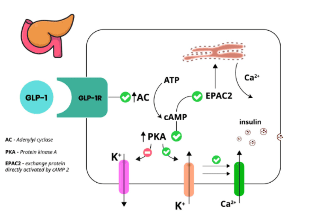 GLP-1 mechanism